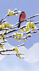 雪景梅花喜鹊大雪节气视频的预览图